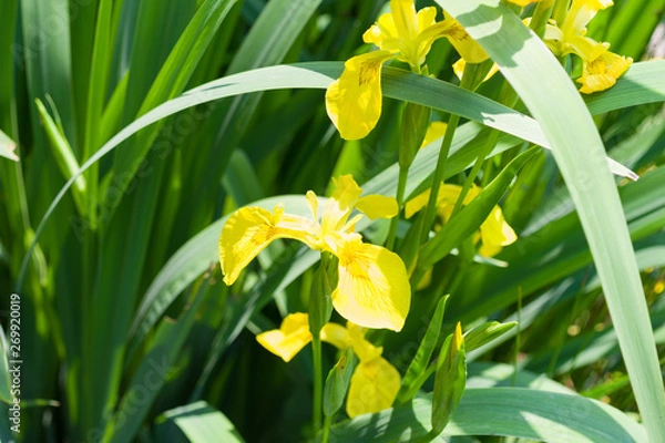 Obraz yellow water iris
