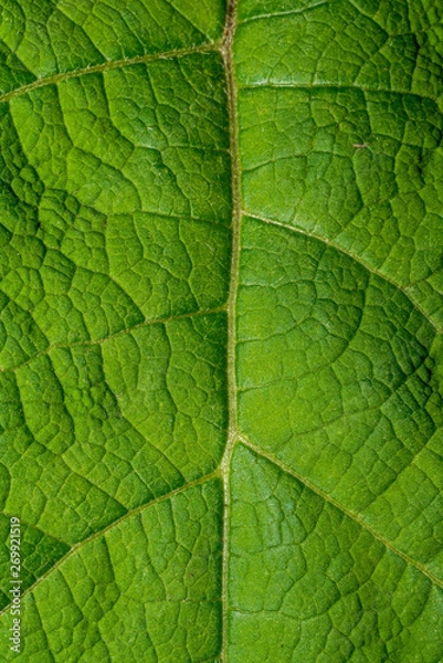 Fototapeta Blattstruktur