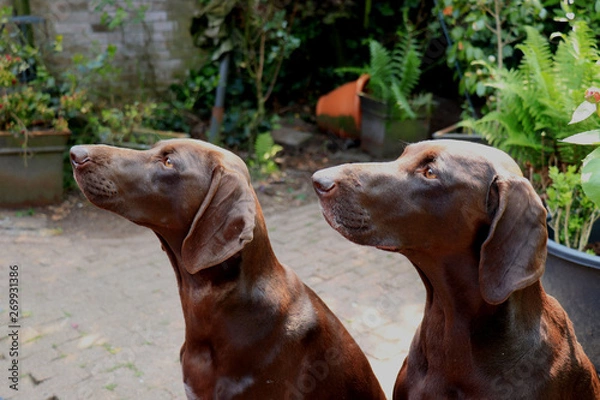 Fototapeta German Shorthaired Pointer sisters