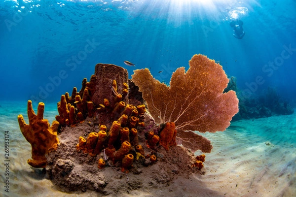 Obraz Tube sponges and sea fan on the reef