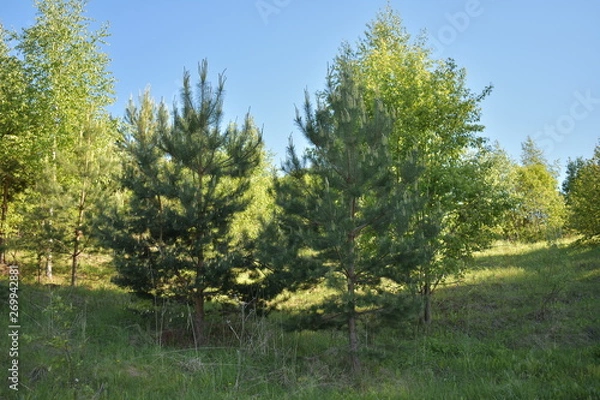 Fototapeta сосны