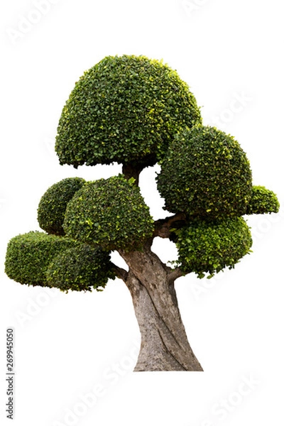 Fototapeta Beautiful ornamental tree, Green topiary tree, big bonsai, Suitable for use in architectural design or Decoration work isolated on white background for graphic. with clipping path