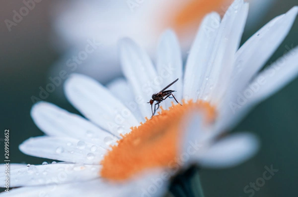 Fototapeta large white blurred Leucanthemum maximum blossoms in the spring with mosquito and raindrops