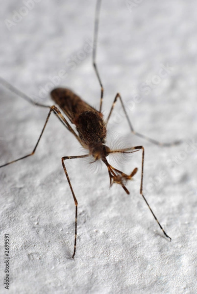 Obraz musquito, gnat closeup ready to sting