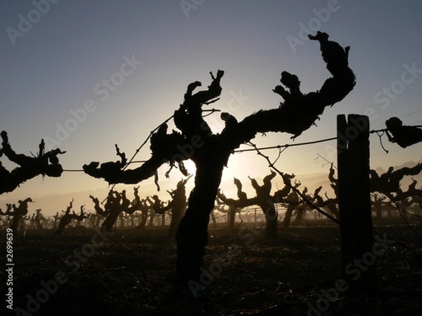 Obraz les vignes