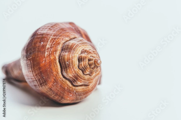 Fototapeta Sea shell on white background