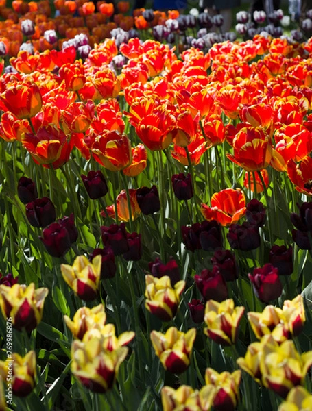 Fototapeta glade with large bright multicolored tulips lit by the sun.