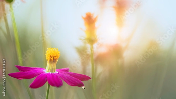 Fototapeta bloom pink flower drop water on leaf with bokeh white and green color background