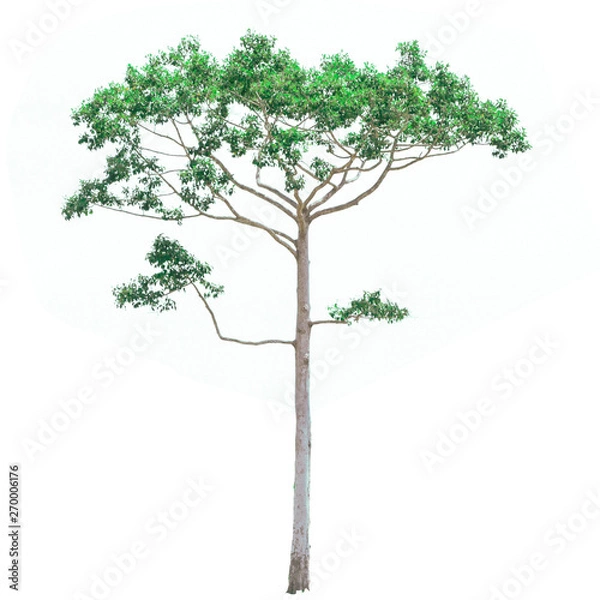 Fototapeta Isolated trees on white background