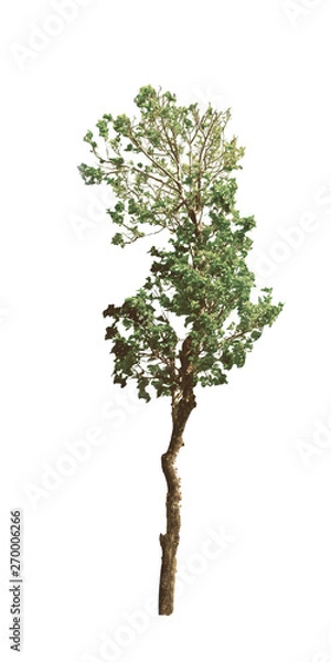 Fototapeta Isolated Trees on white background ,beautiful trees from Thailand, isolated white background , Suitable for use in architectural design , Decoration work , natural articles bot