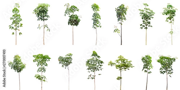Fototapeta Collection of Isolated rubber Trees on white background ,beautiful trees from Thailand, isolated white background , Suitable for use in architectural design , Decoration work 