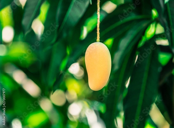 Fototapeta Beautiful Yellow mango on mango tree with leaf background in Chachoengsao