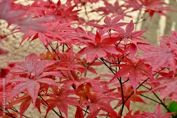 Fototapeta beautiful bright red maple leaves close up