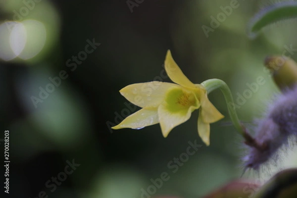 Obraz flower on green background