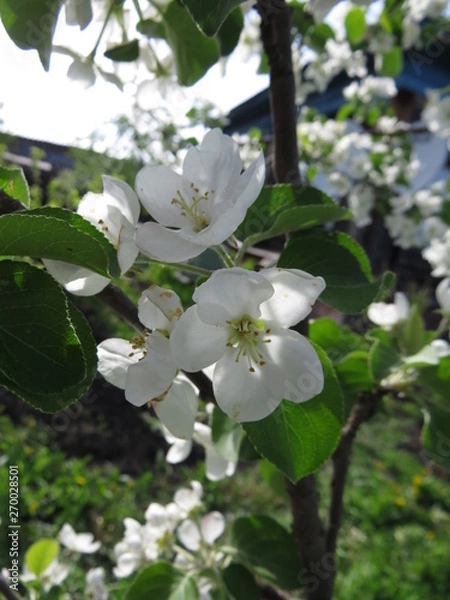 Obraz blooming Apple tree