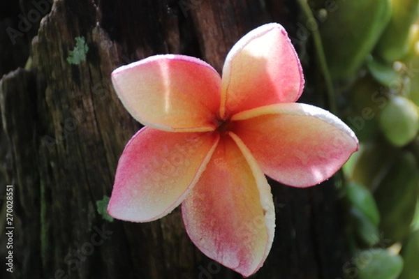 Obraz frangipani flower