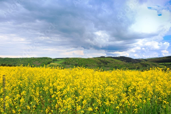 Fototapeta Yellow rape field under the blue clouds sky with sunlight.