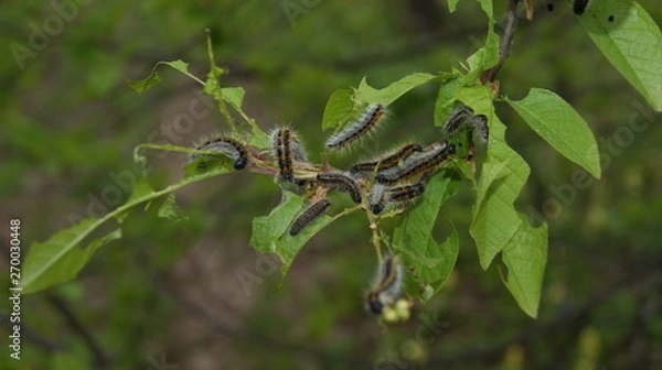 Obraz насекомые вредители