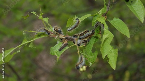 Obraz насекомые вредители