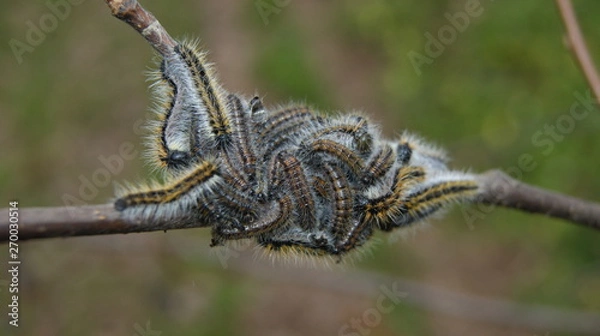 Obraz вредители