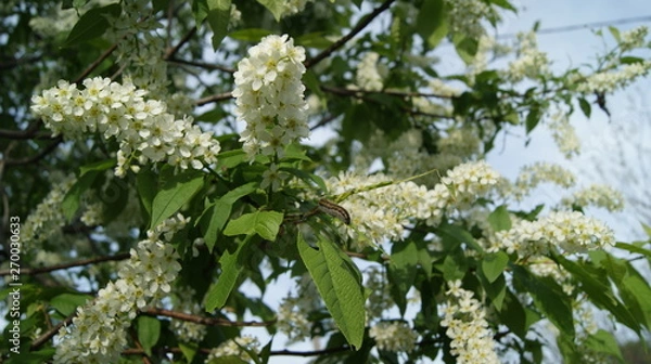 Obraz гусеница