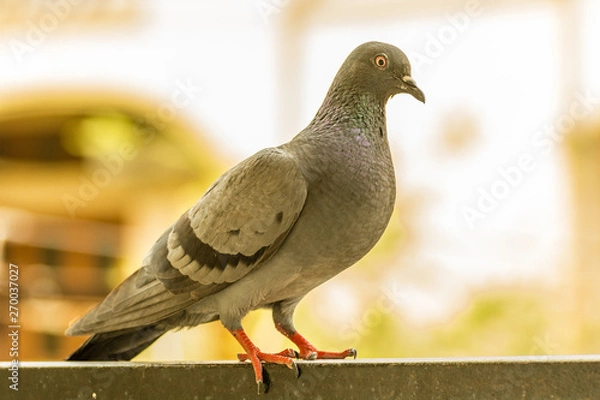 Obraz Potrait of Pegion