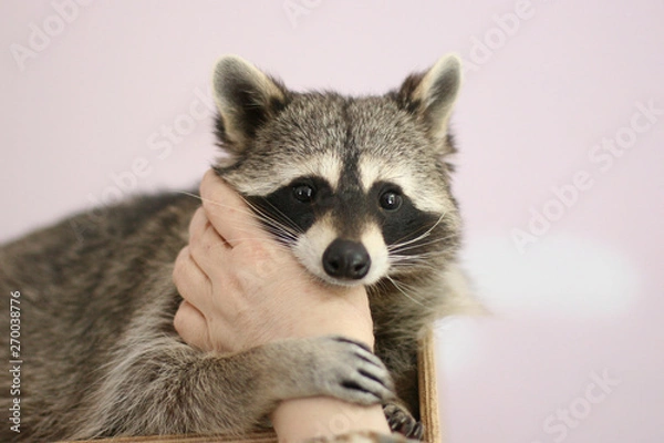 Fototapeta hair,paw,home,indoors,adorable,animal,background,beautiful,brown,closeup,cute,domestic,eyes,fluffy,funny,fur,furry,mammal,pet,photo,photography,portrait,pretty,raccoon,small,young