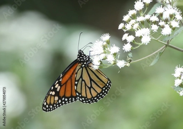 Obraz Monarch on white flower
