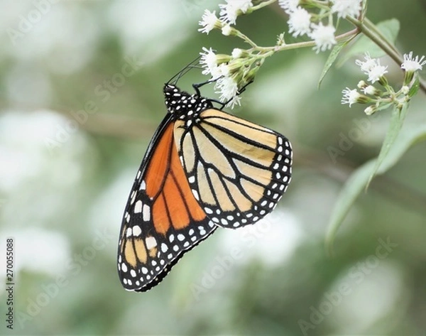 Obraz Monarch on white flower