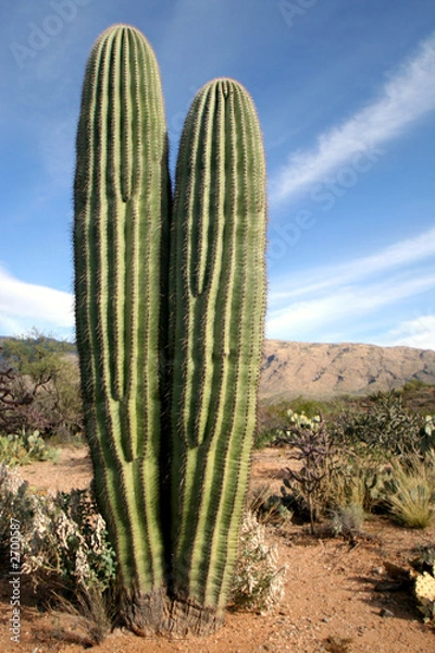 Obraz cactus