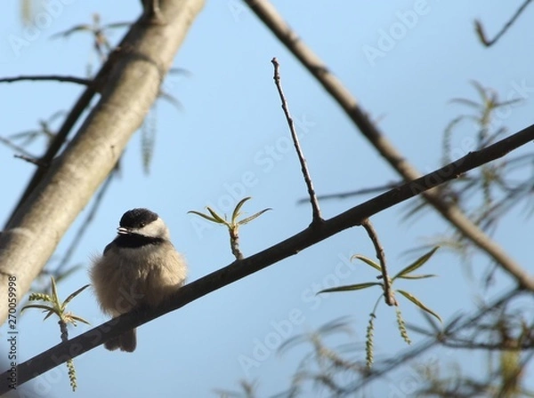 Obraz bird on branch