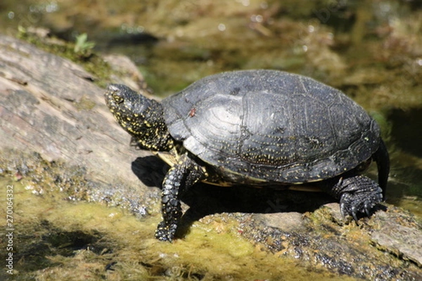 Fototapeta Swamp turtle from close