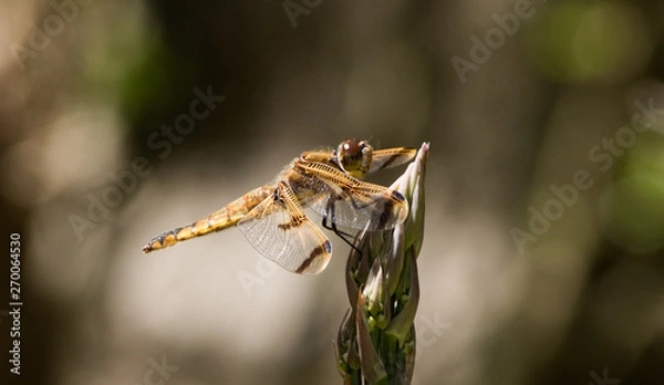 Obraz dragonfly on asparagus