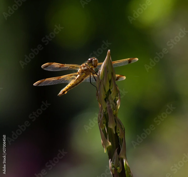 Obraz dragonfly on asparagus
