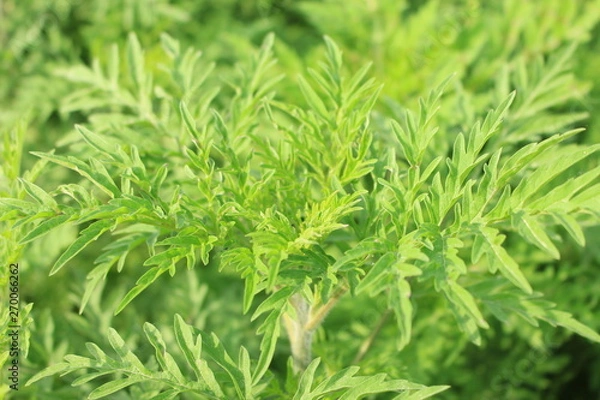 Obraz Ambrosia artemisiifolia - ragweed