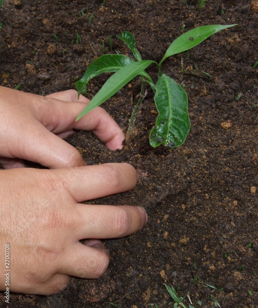 Obraz planting a tree