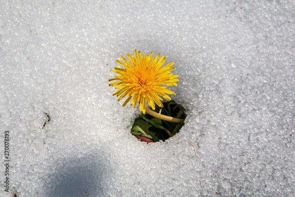 Obraz Pissenlit dans la neige