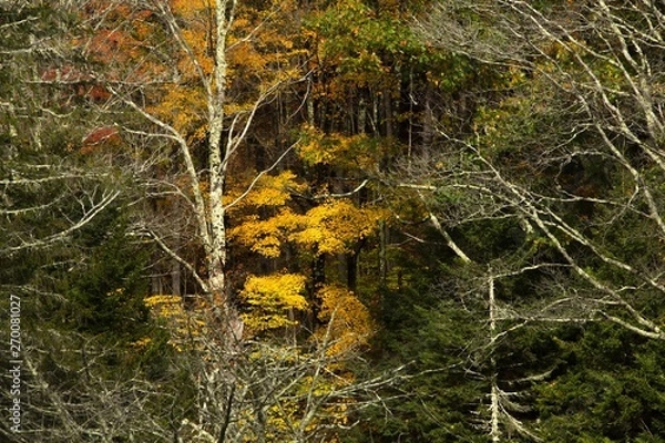 Obraz autumn in forest