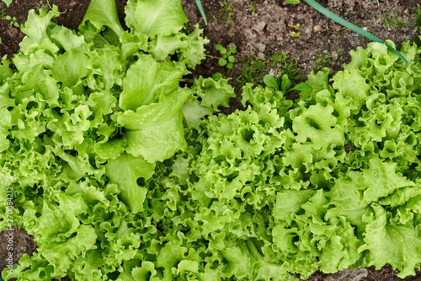 Fototapeta Green salad planted in the garden. Top view