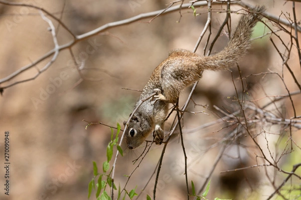 Fototapeta Eichhörnchen auf Ast