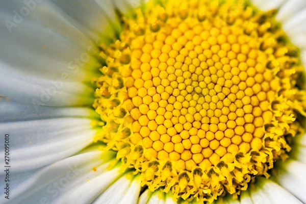 Fototapeta Nahaufnahme einer blühenden Margerite 