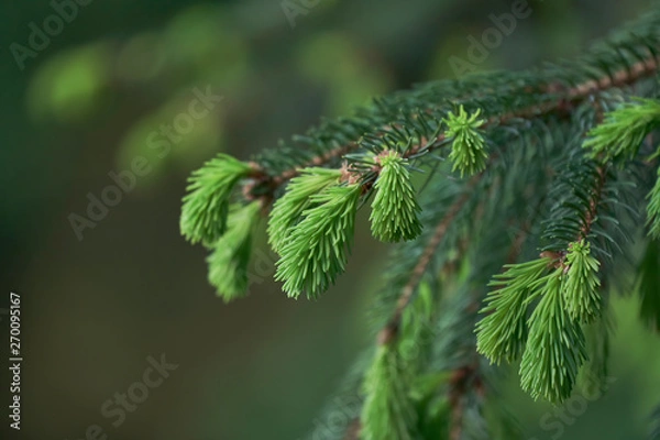 Obraz Młode pędy świerka