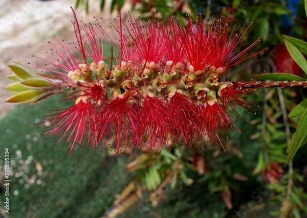 Fototapeta red flower