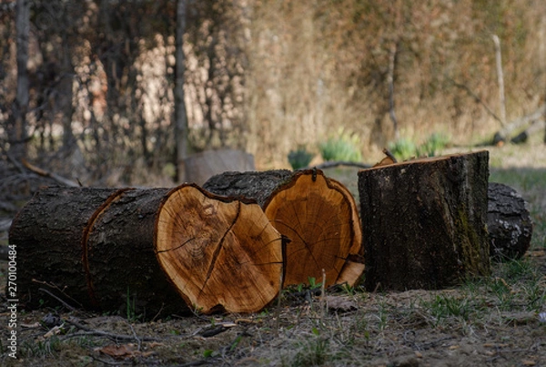 Fototapeta Freshly Cut Tree Logs. Sawed tree trunks.