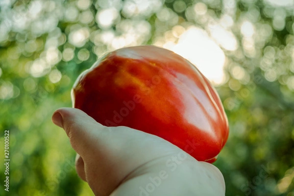 Fototapeta Hand Holding Large Organic Tomato with Sunlight Bokeh in Background