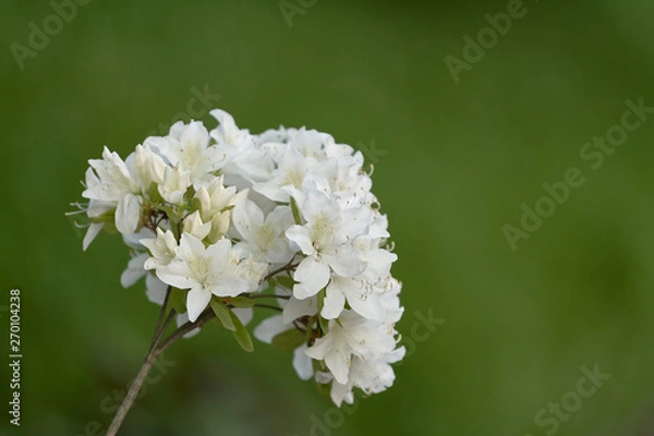 Obraz Azalia japońska