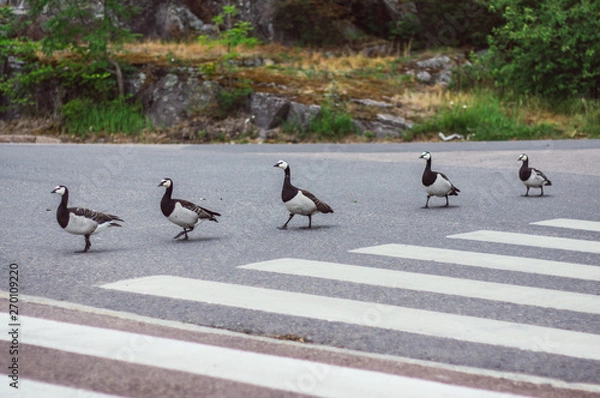 Obraz Birds with nestlings crossing road by pedestrian crossing