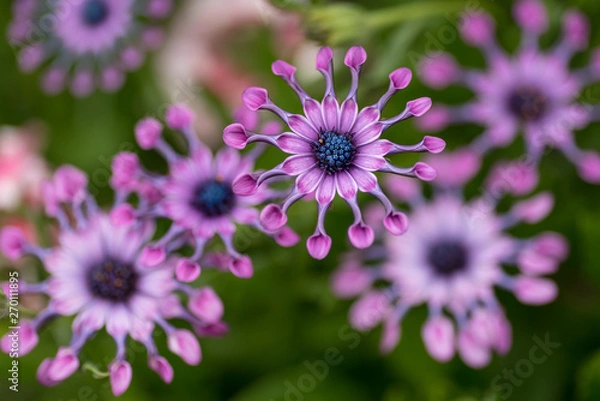 Obraz African Daisy flowers