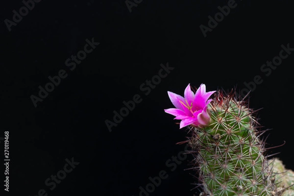 Obraz cactus flower blooming on tree  isolated on black background, succulent plant