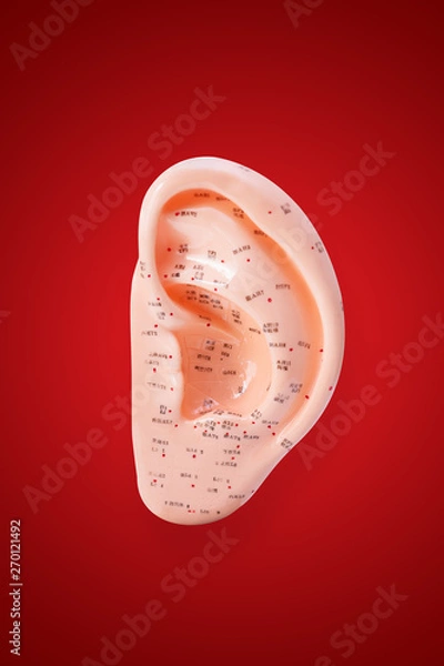 Obraz ear acupuncture points  on chinese red background - clipping path